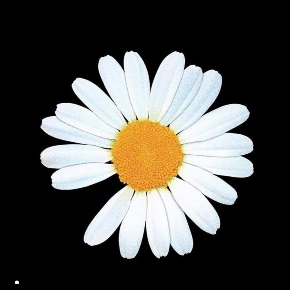 Meet your Posher, Carol